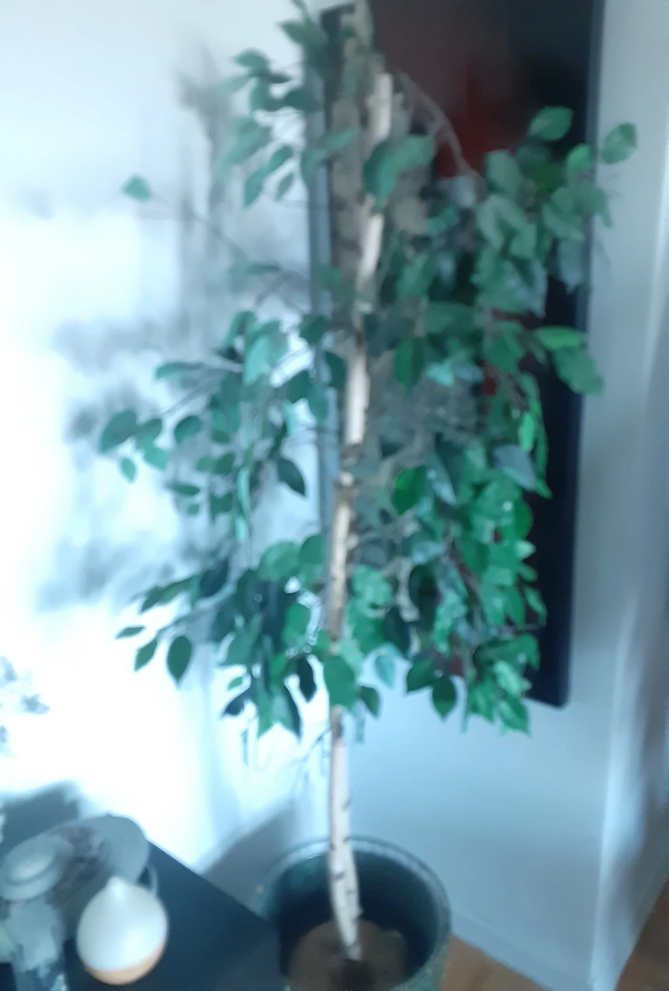 Artificial Ficus Tree