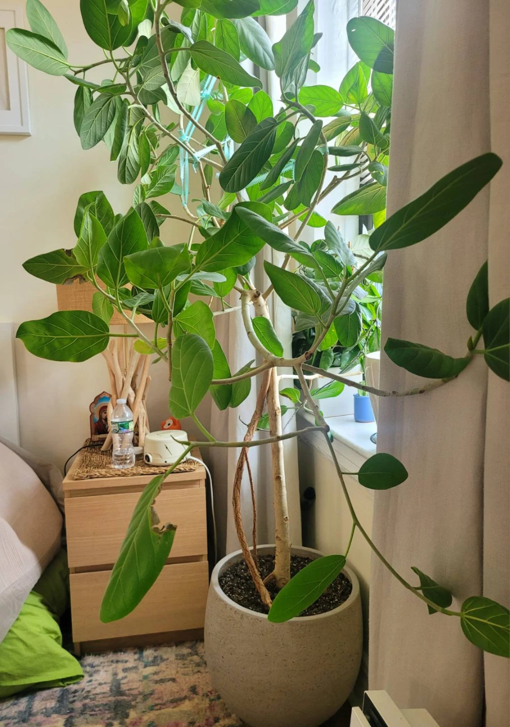 Large Ficus Tree in Ceramic Pot