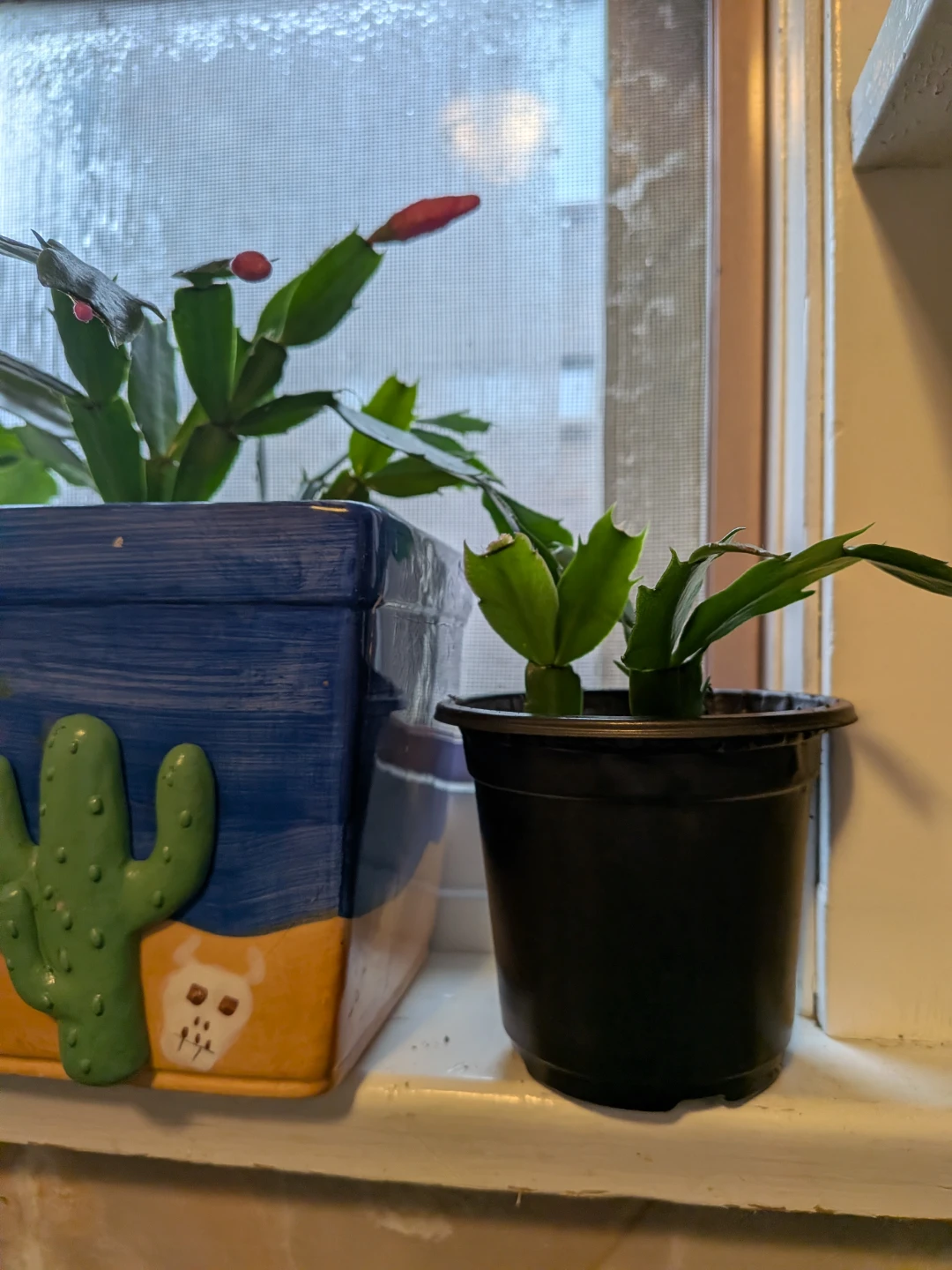 Christmas Cactus Pink