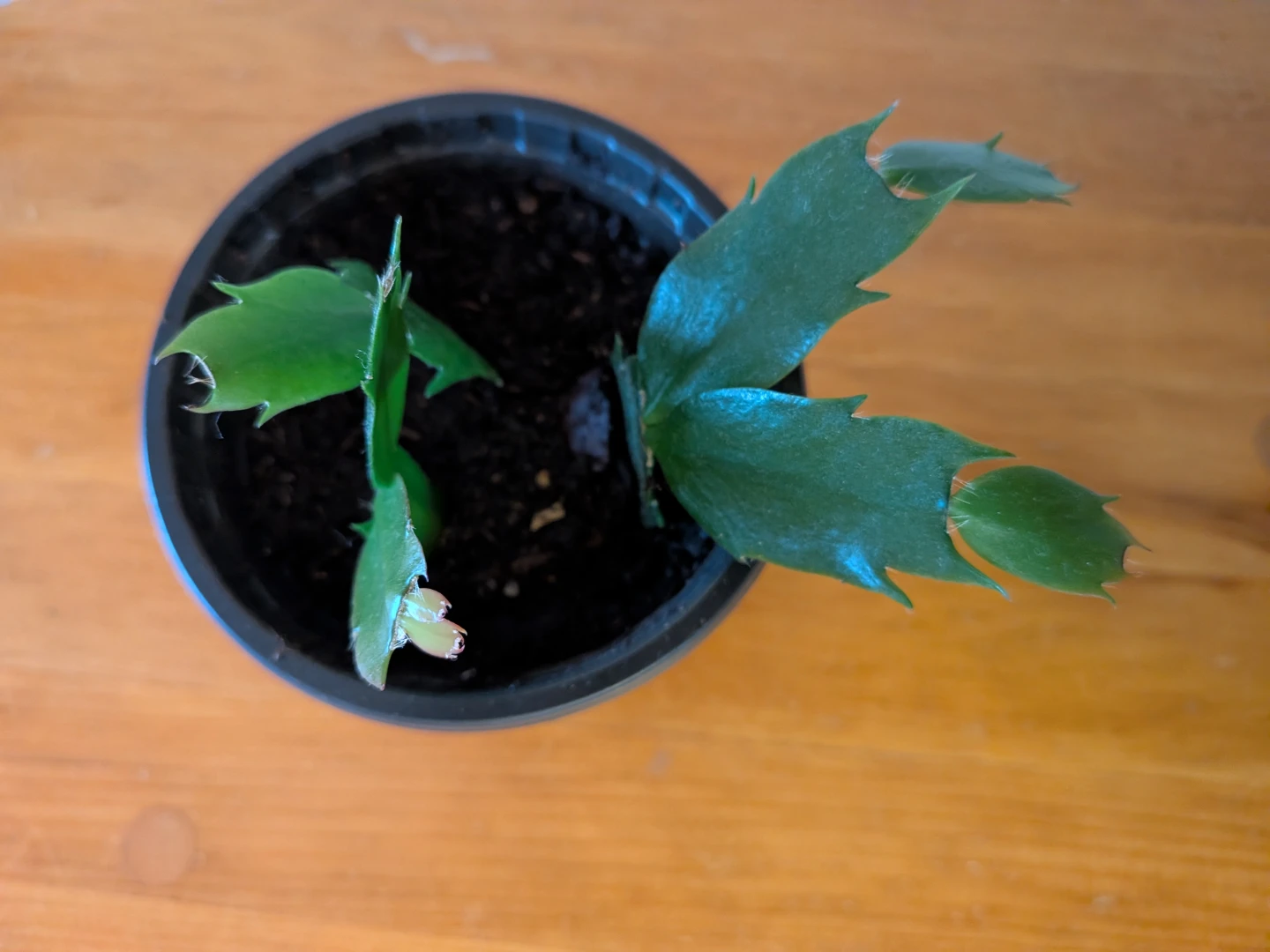 Christmas Cactus Pink - photo 2