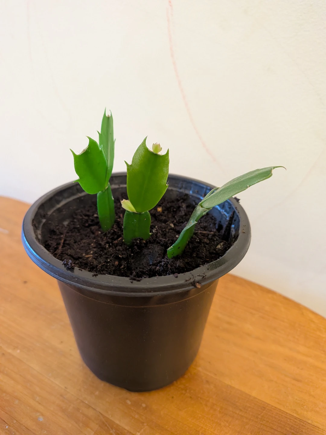 Christmas Cactus Pink - photo 3
