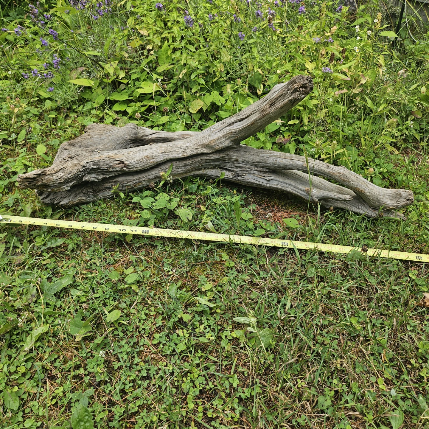 Unique Natural Driftwood Sculpture for Decor - photo 4
