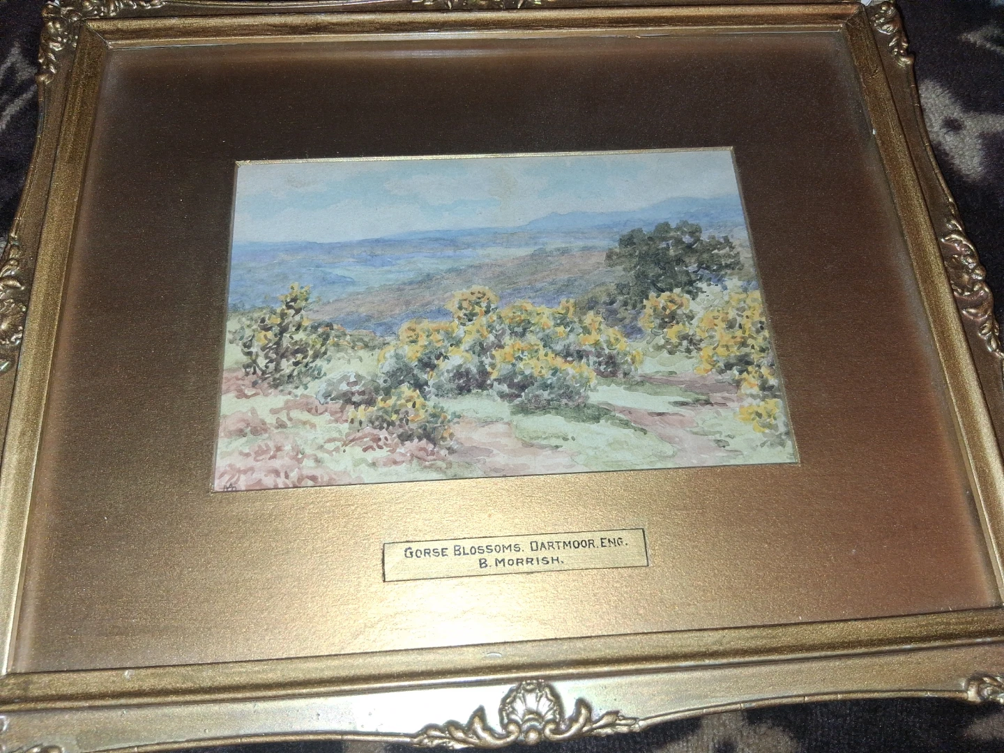 Framed Watercolour Painting Gorse Blossoms Dartmoor B. Morrish