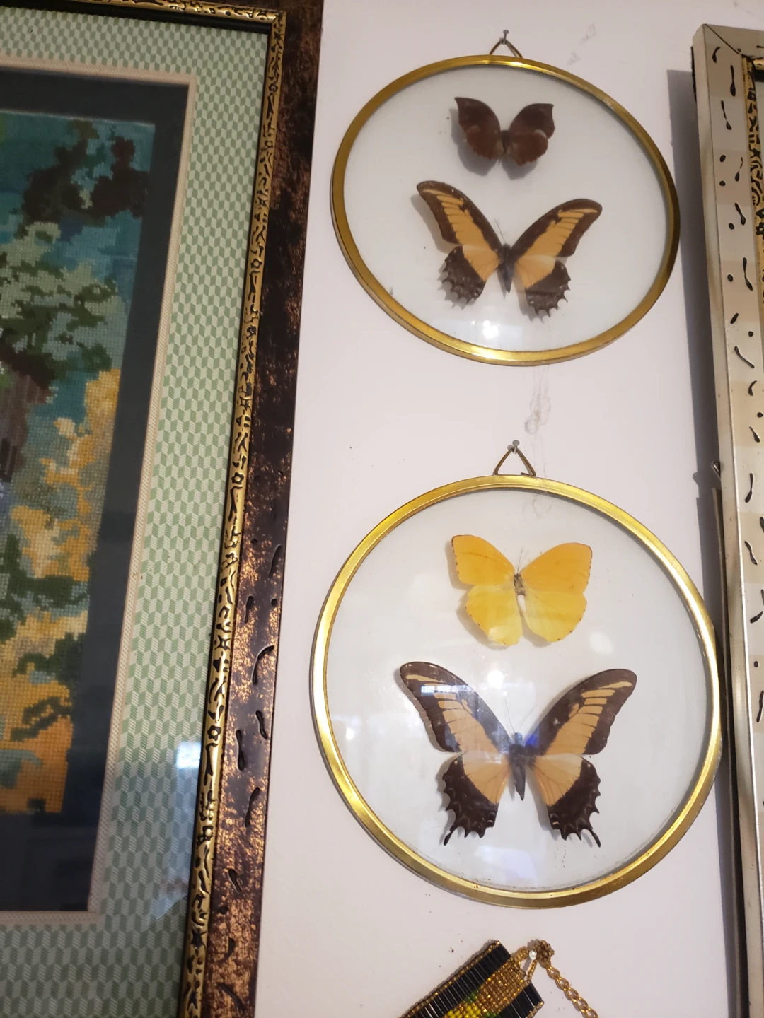 Framed Butterfly Display