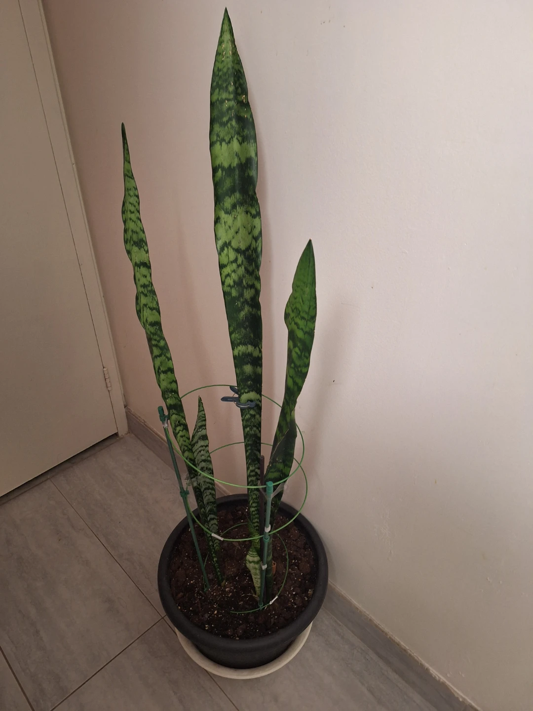 Snake Plant