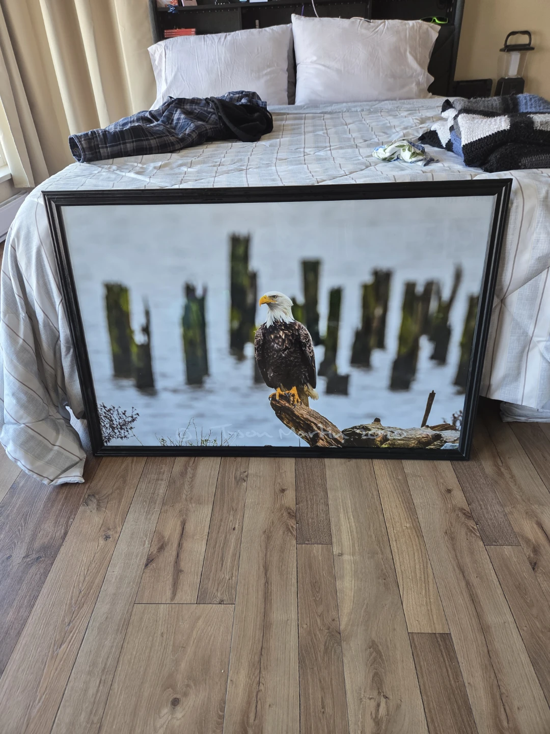 Framed Bald Eagle Photograph