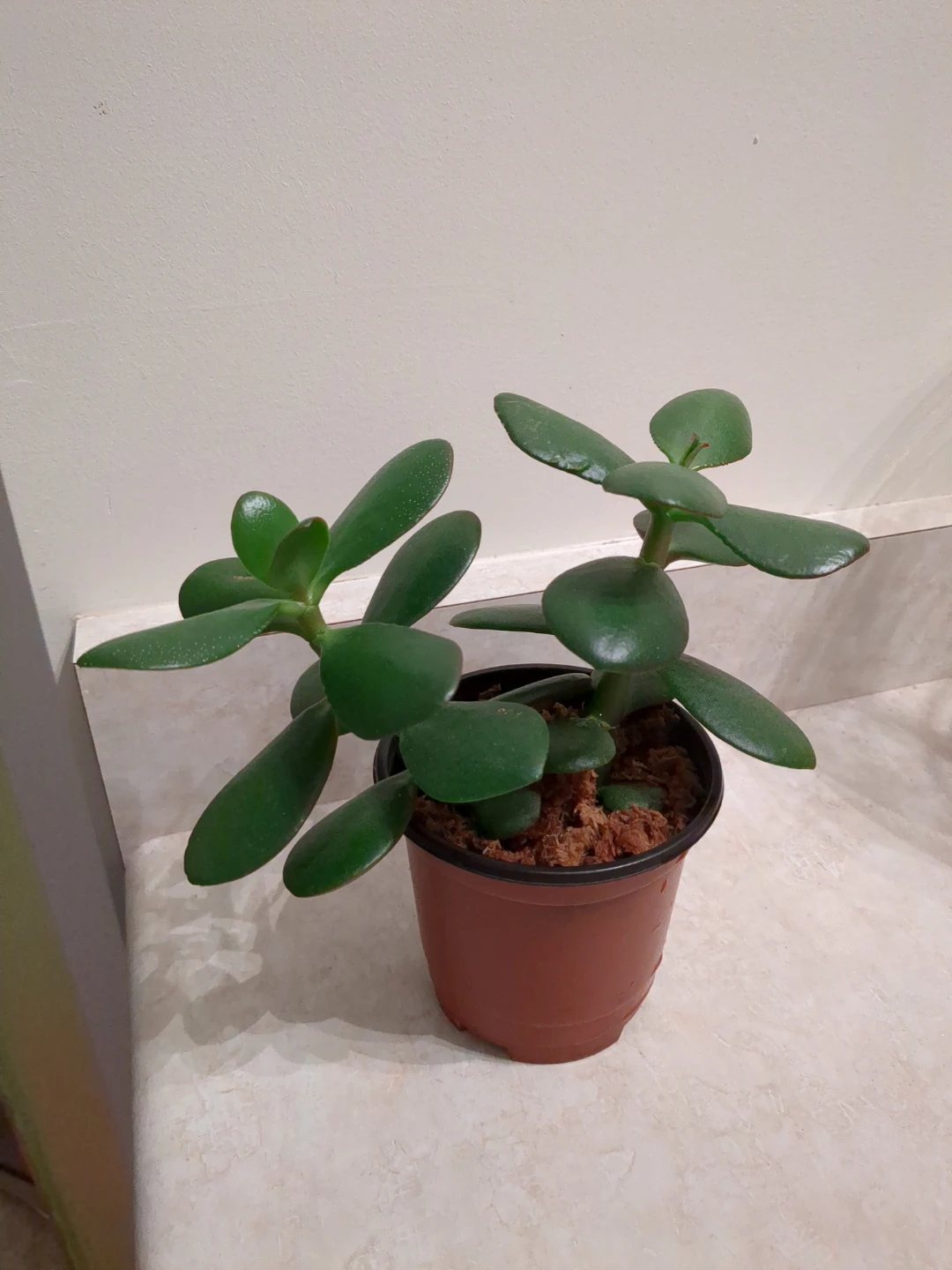 Jade Plant