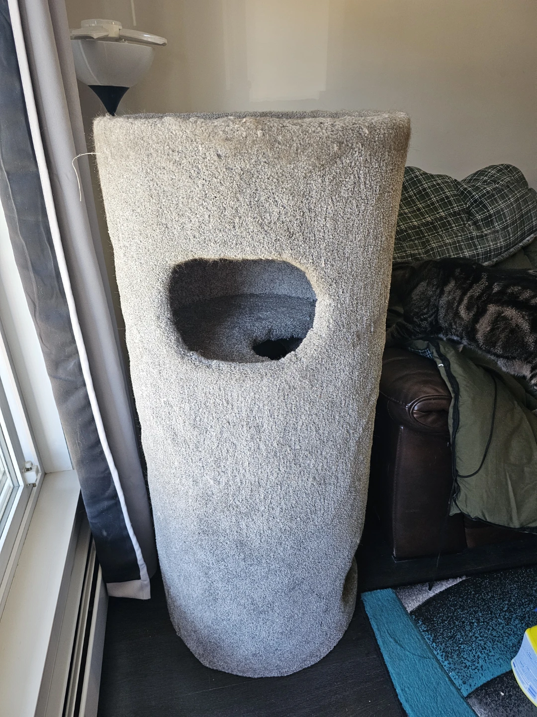 Carpeted Cat post - photo 2