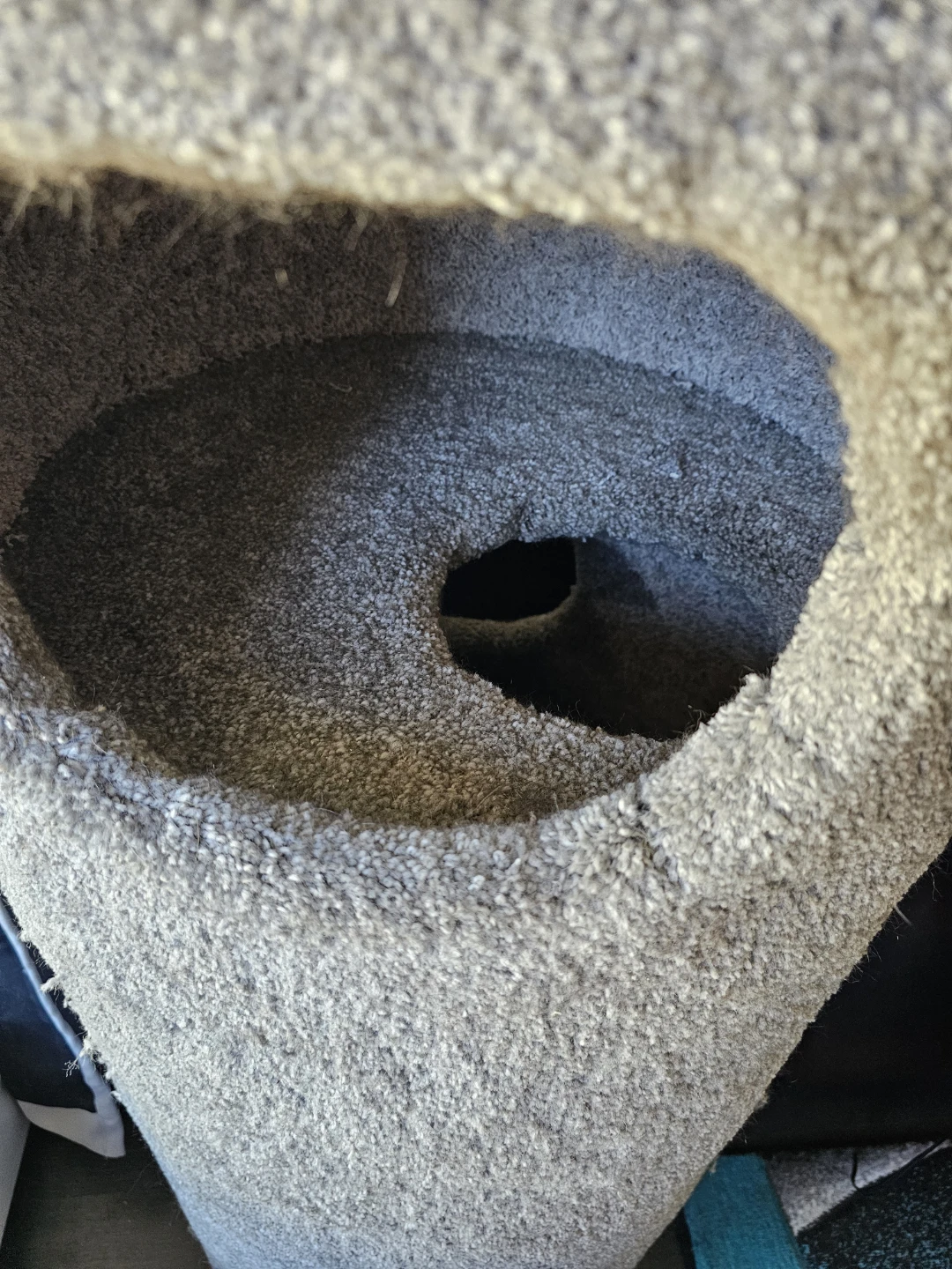 Carpeted Cat post - photo 3