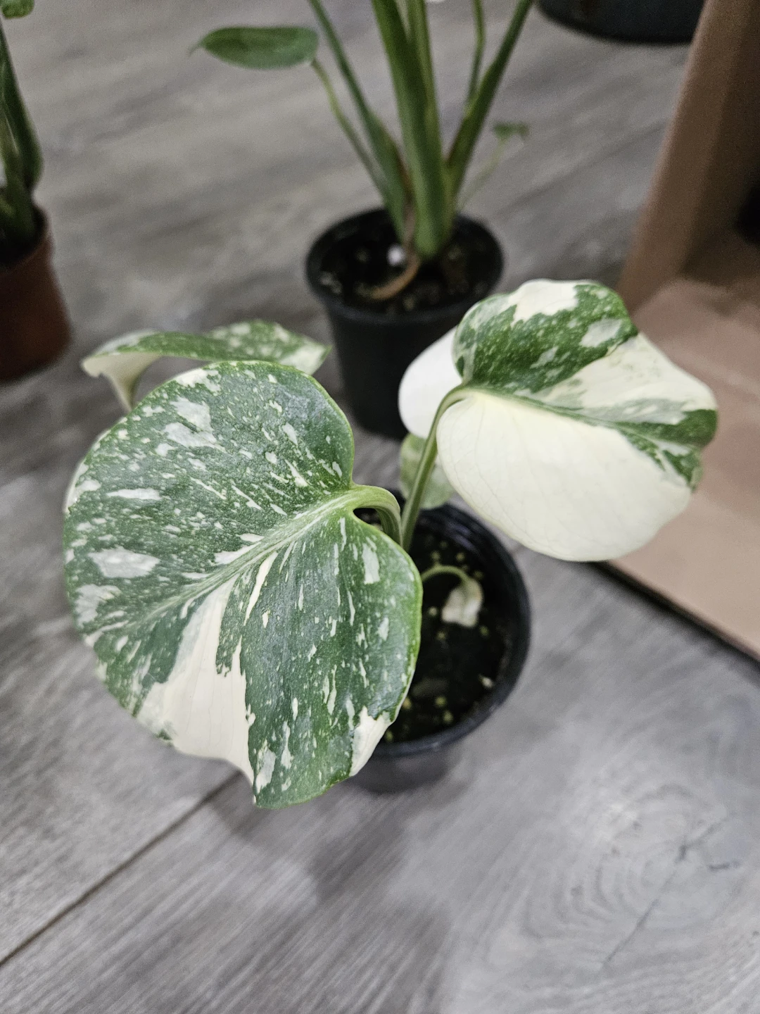 Monstera Thai in 3.5" pot🥕
