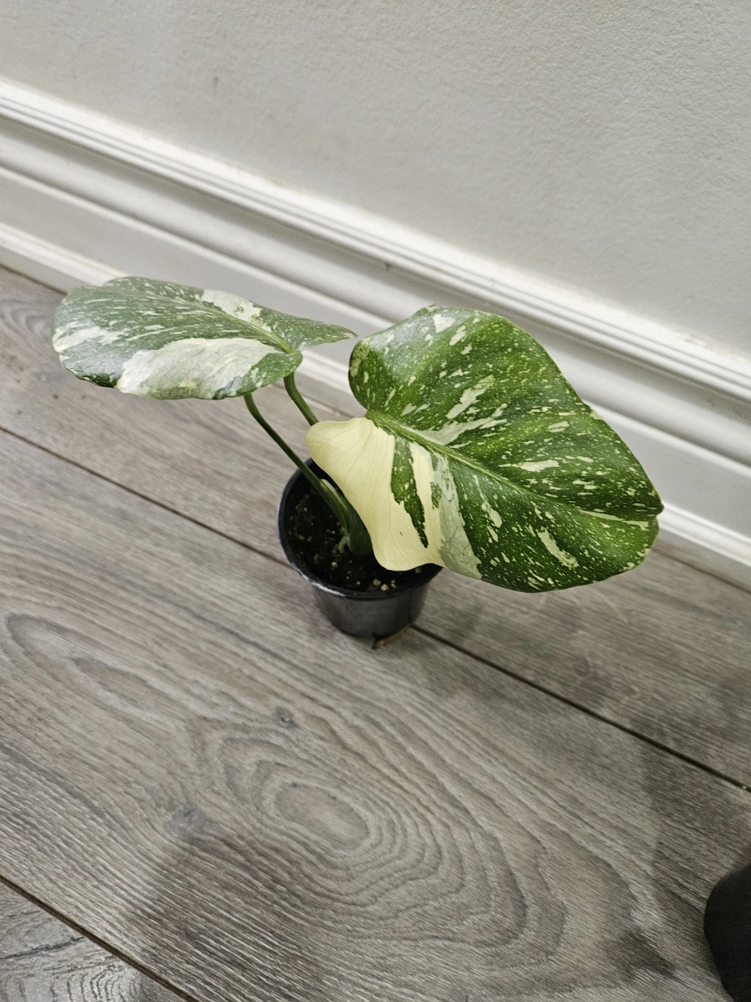 Monstera Thai in 3.5" pot🥕 - photo 3