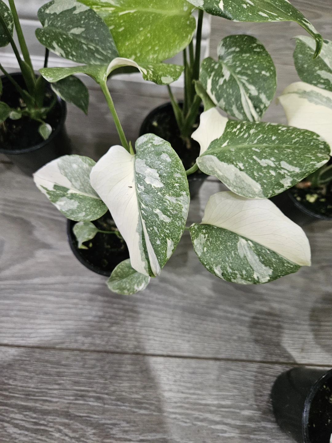 Monstera Thai in 3.5" pot🥕 - photo 5