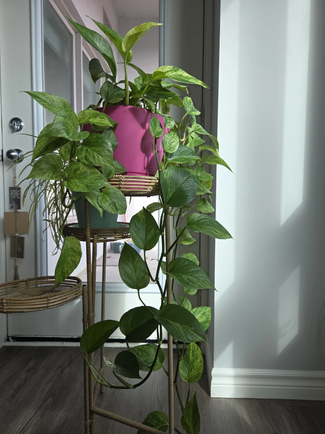 Pothos Plant in Pink Pot - photo 4