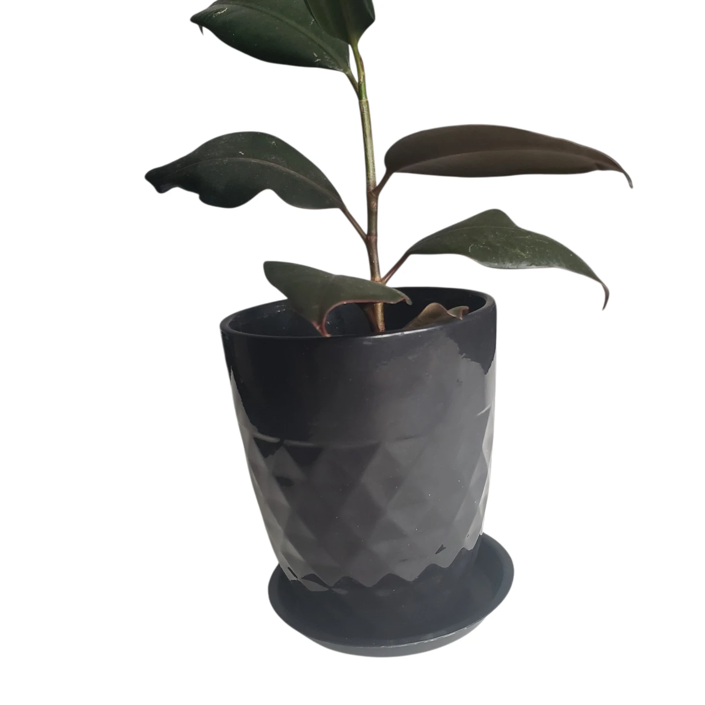 Set of 15 Plant Saucers - photo 4
