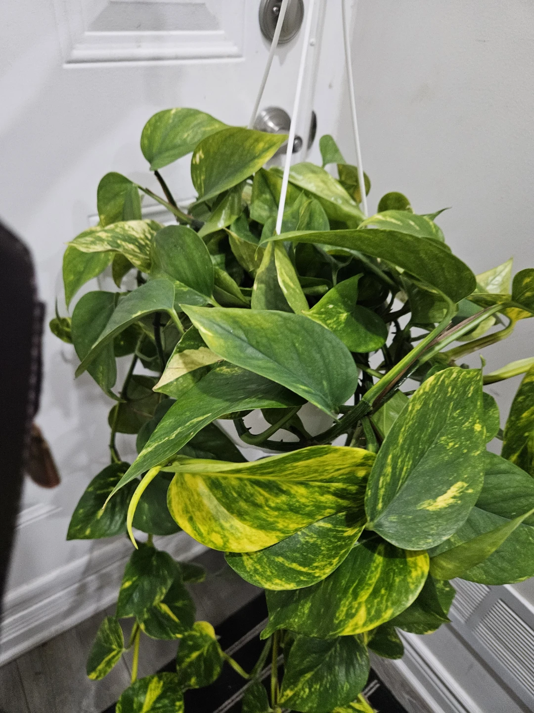 Pothos Plant - Golden Variety - photo 3