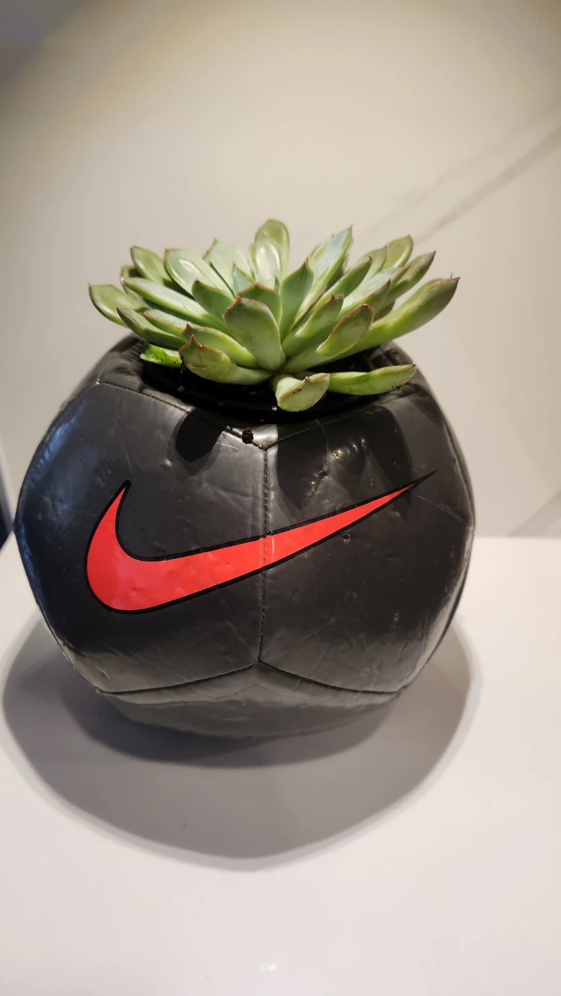 Upcycled soccer ball planter with succulent