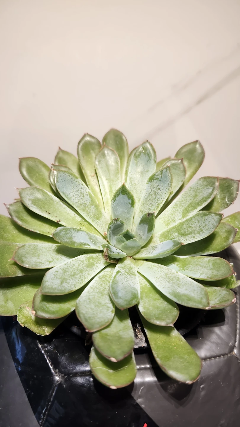 Upcycled soccer ball planter with succulent - photo 2