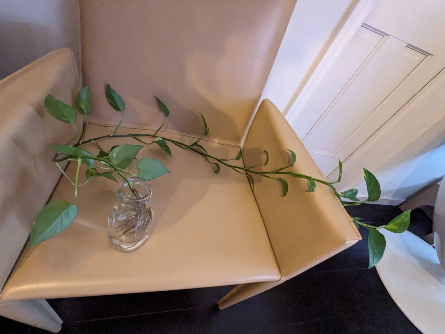 🧡Pothos Plant Cutting in Water  42" long - photo 2