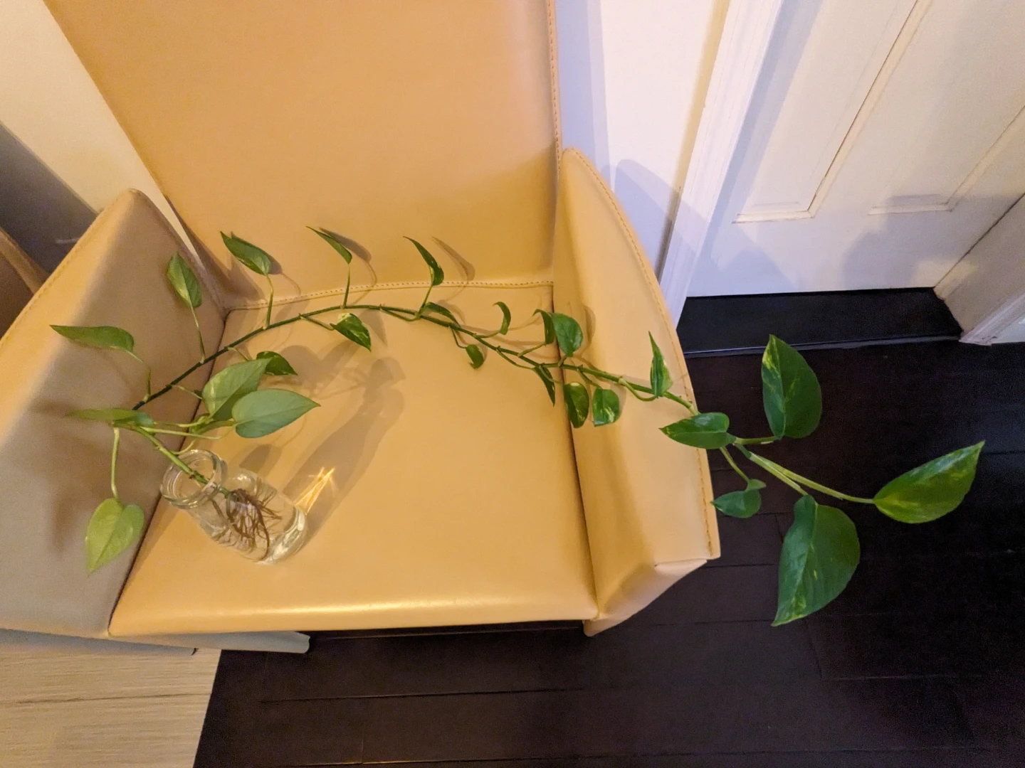 🧡Pothos Plant Cutting in Water  42" long
