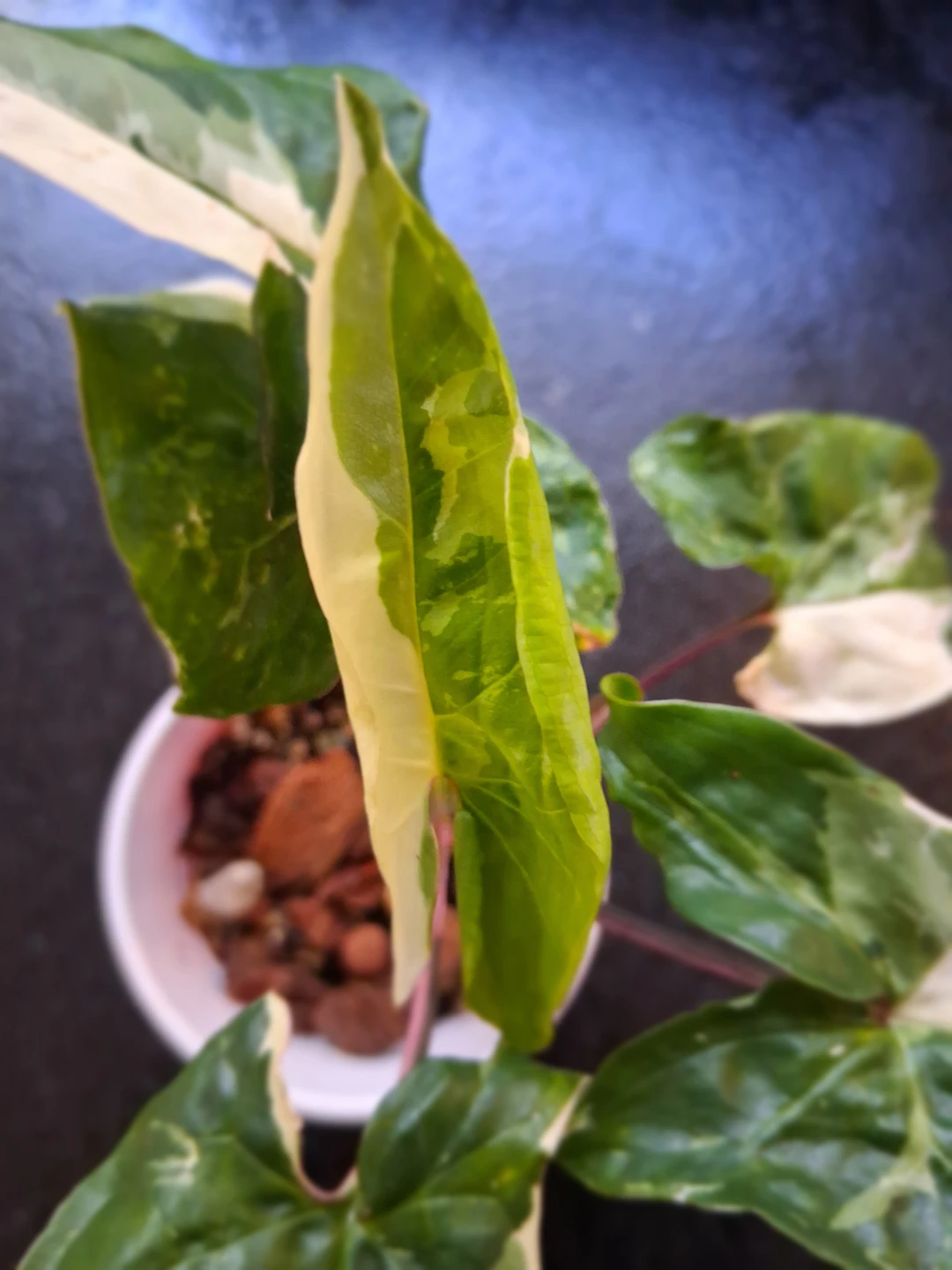 Syngonium Albo - photo 2