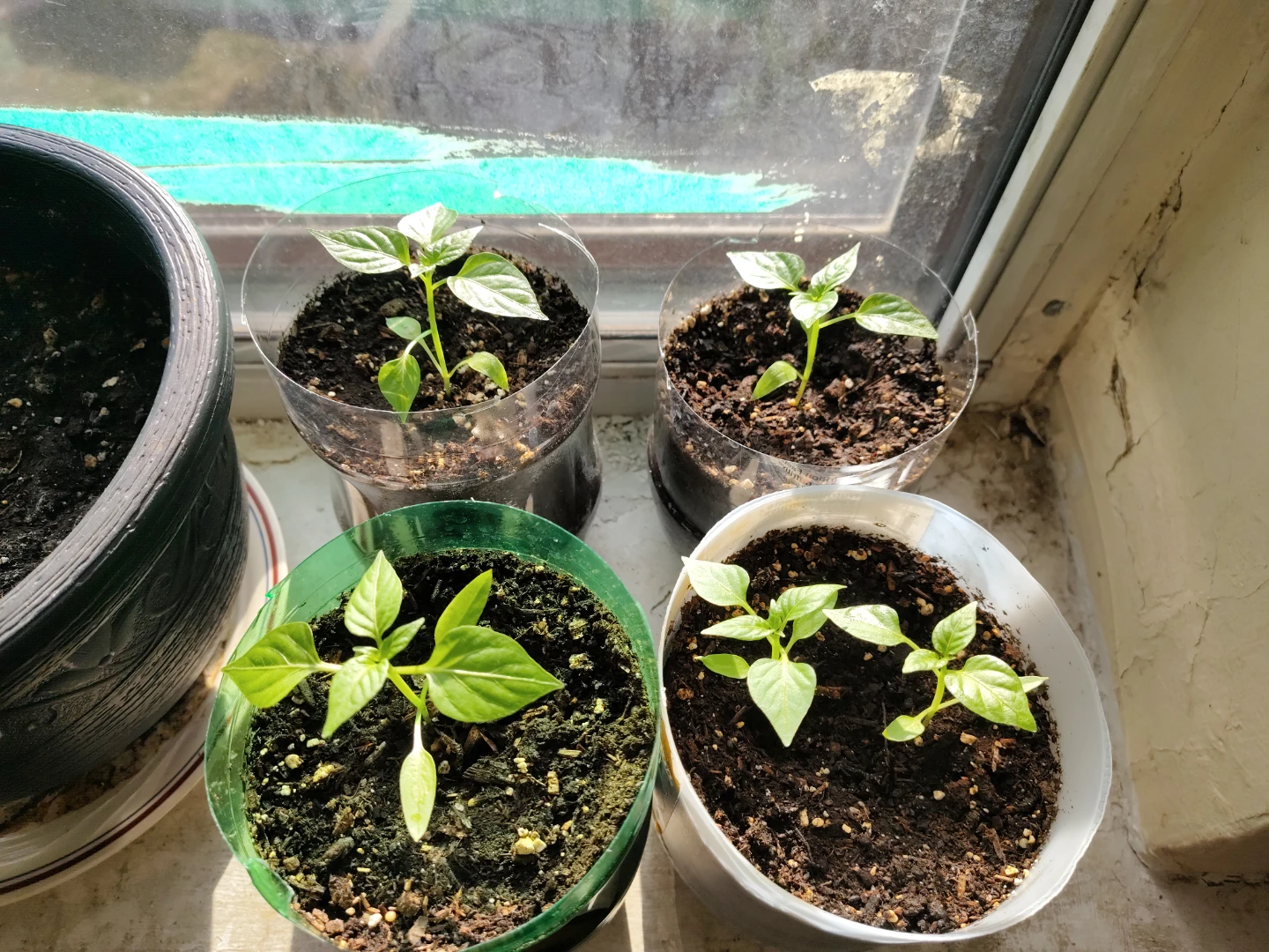 Pepper plants