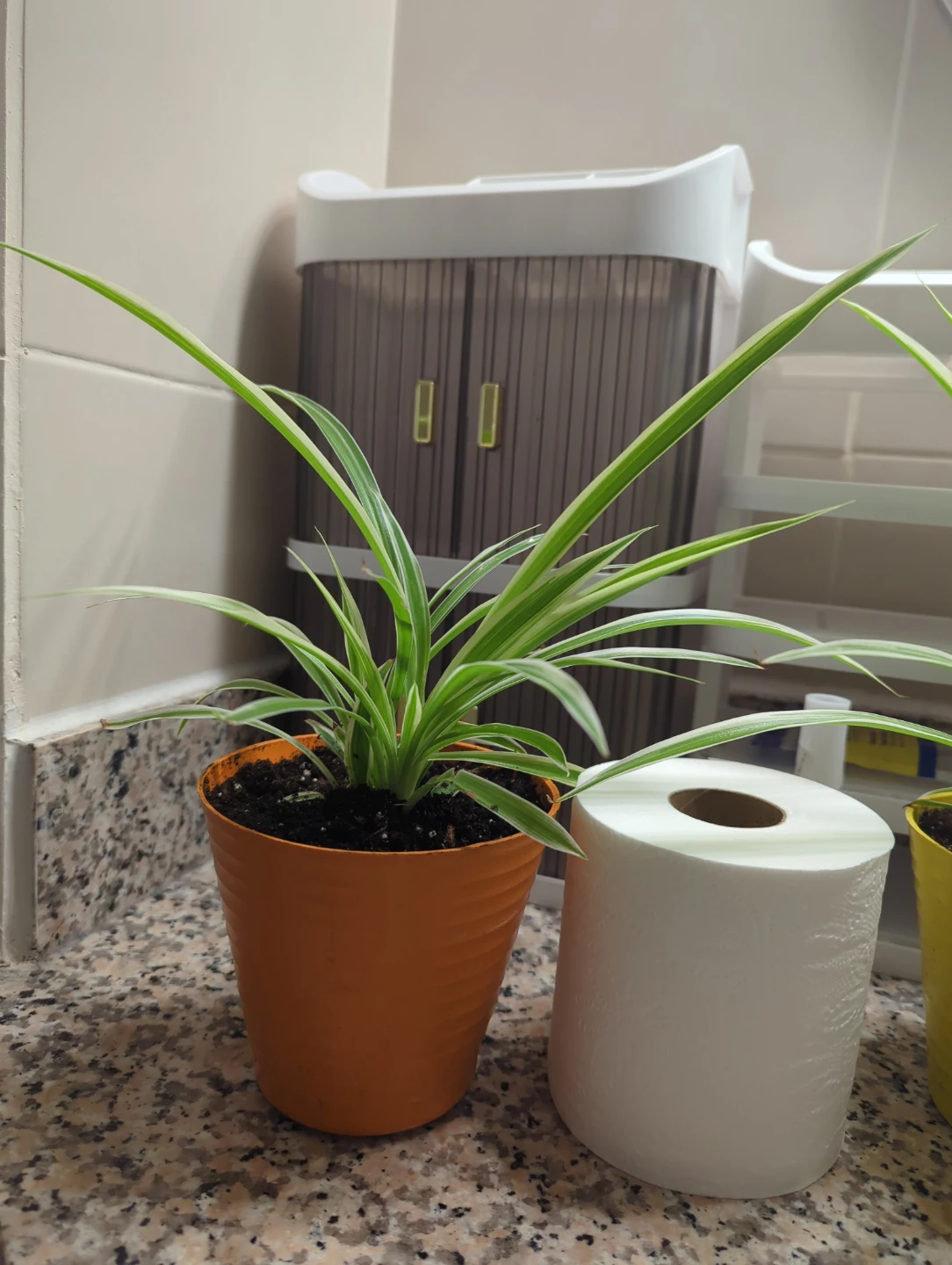 Spider Plant in Orange Pot