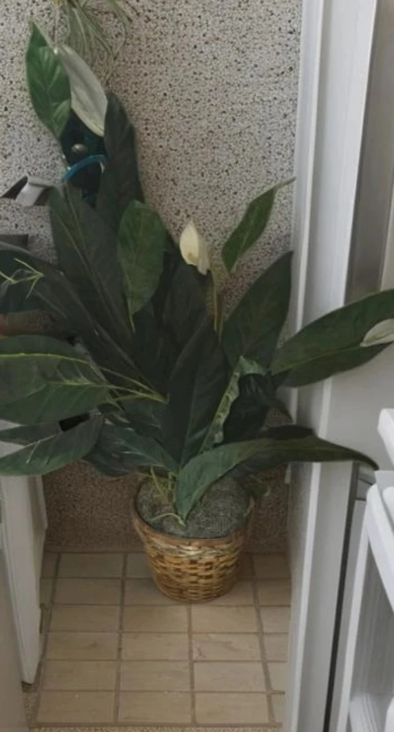 Tall Artificial Plant in Wicker Basket - photo 2