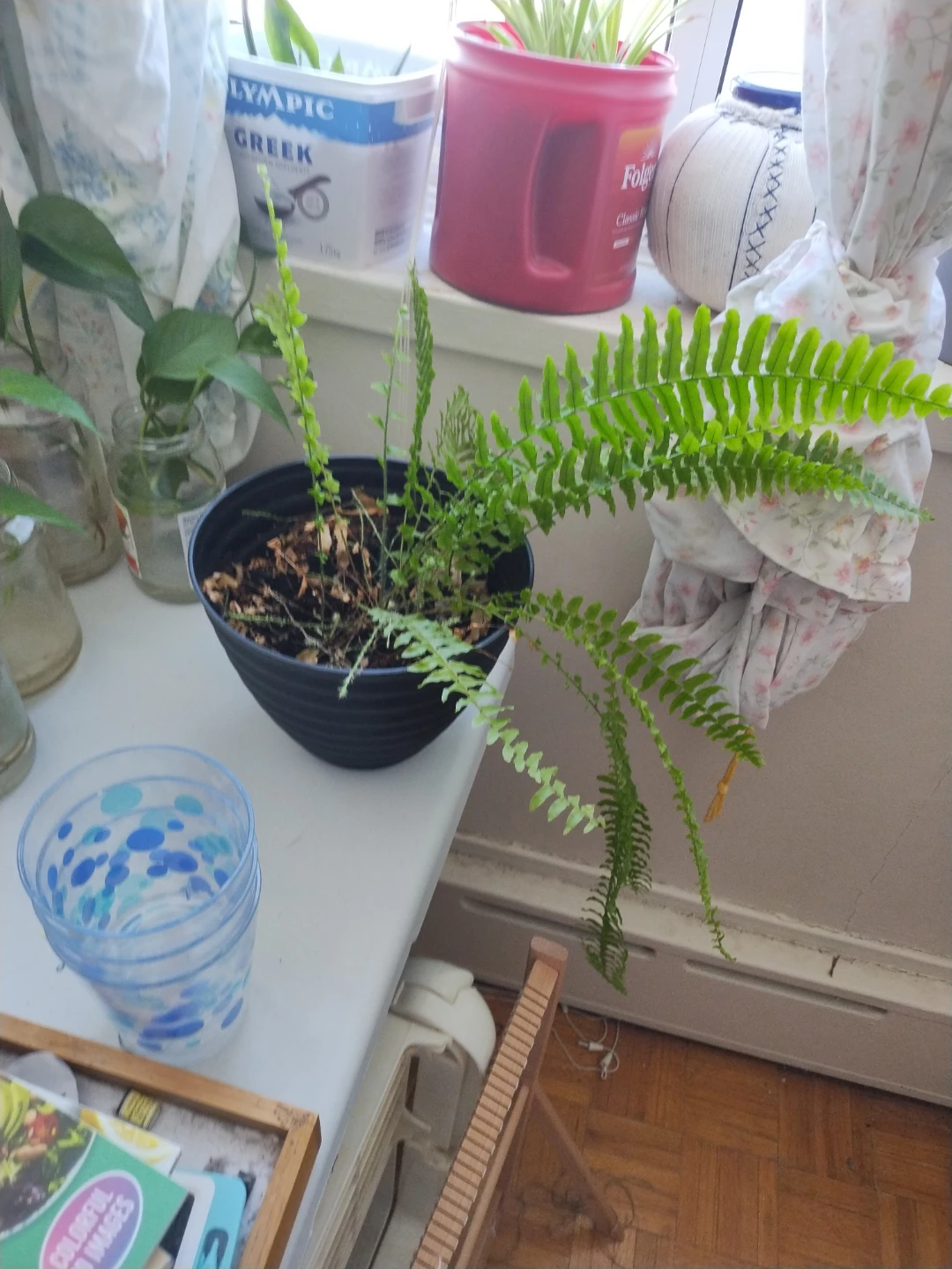 Boston Fern Plant in Black Pot
