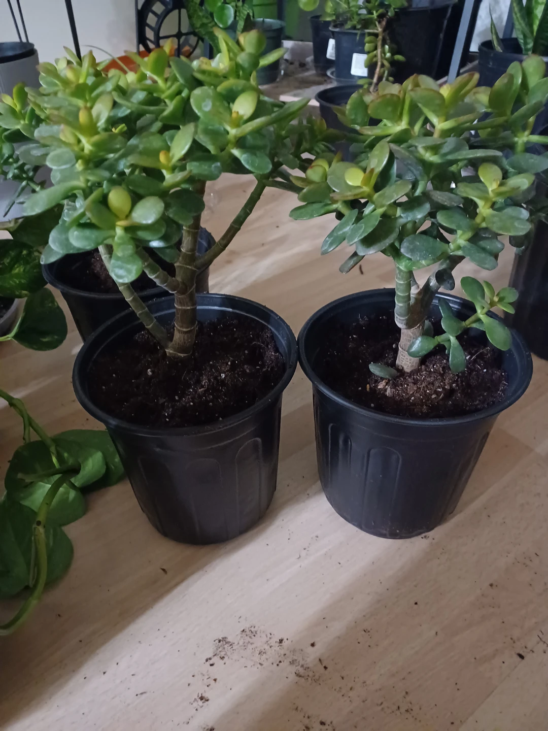 Jade plant