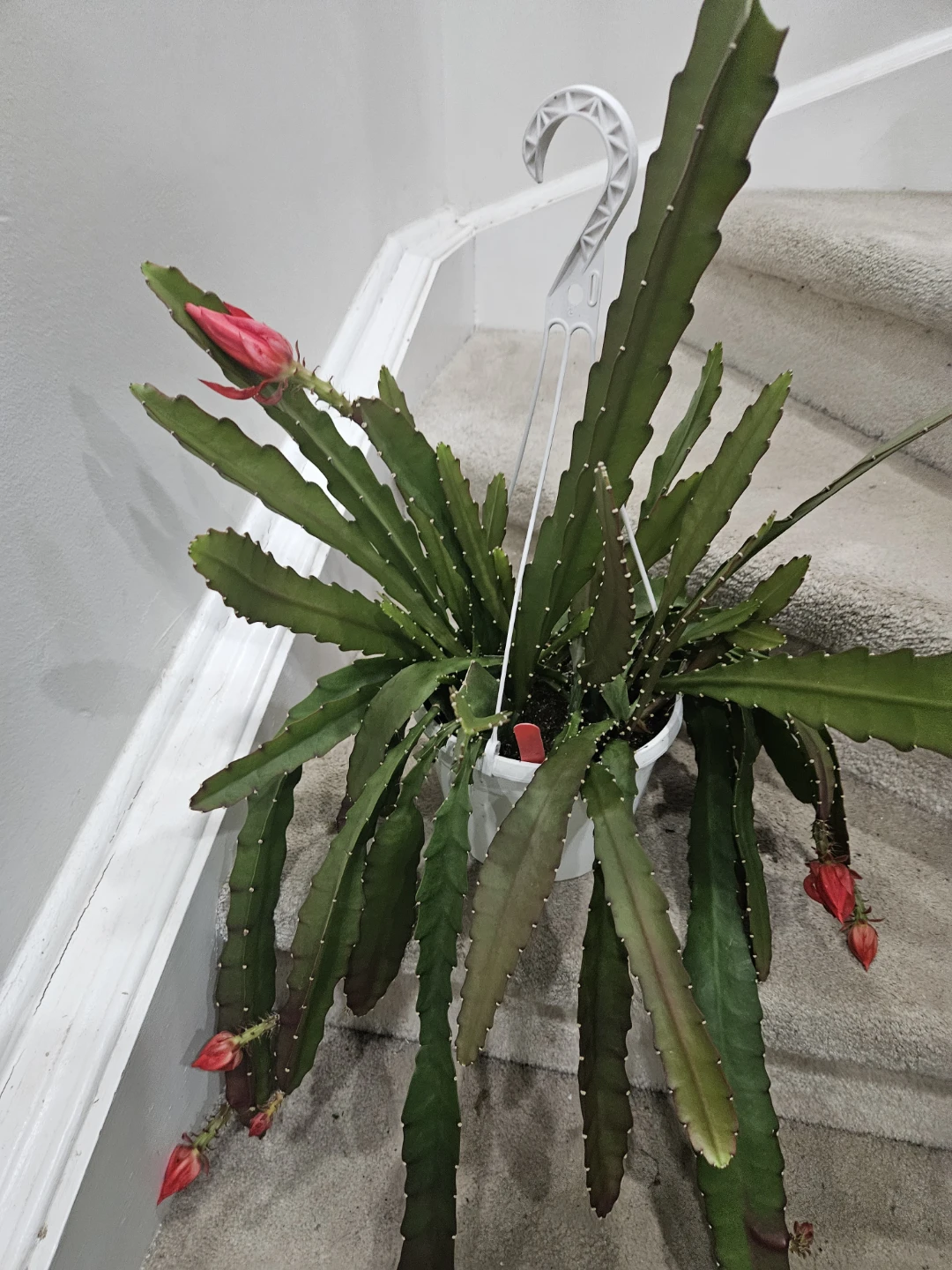 Hanging Cactus Plant with Red Buds🥕🥕🥕🥕🥕