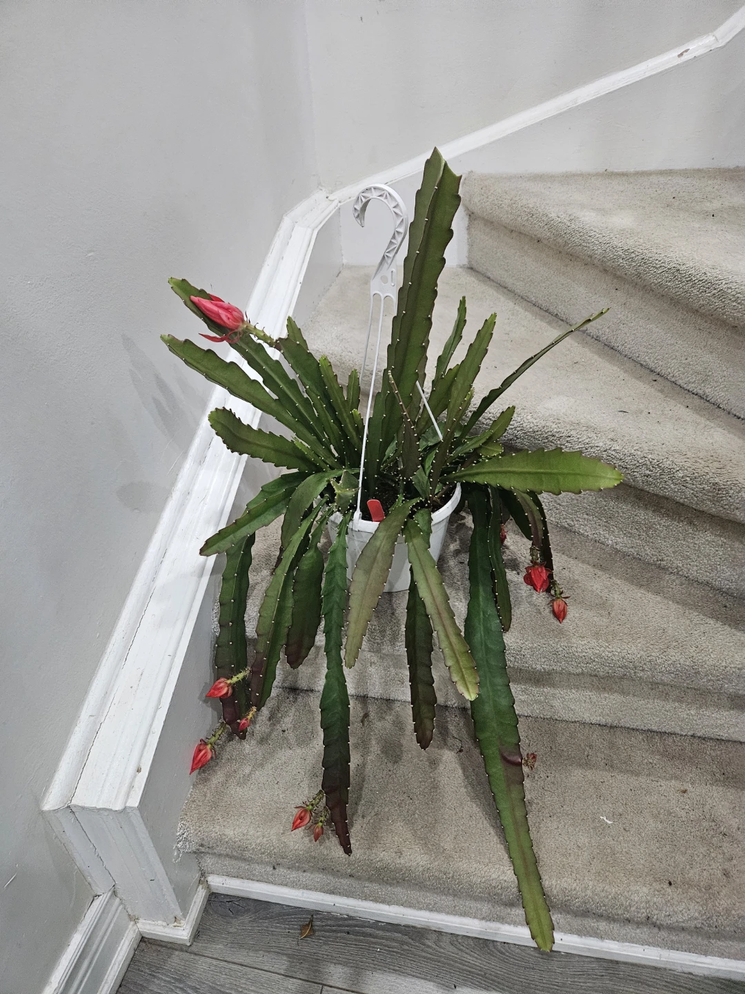 Hanging Cactus Plant with Red Buds🥕🥕🥕🥕🥕 - photo 2