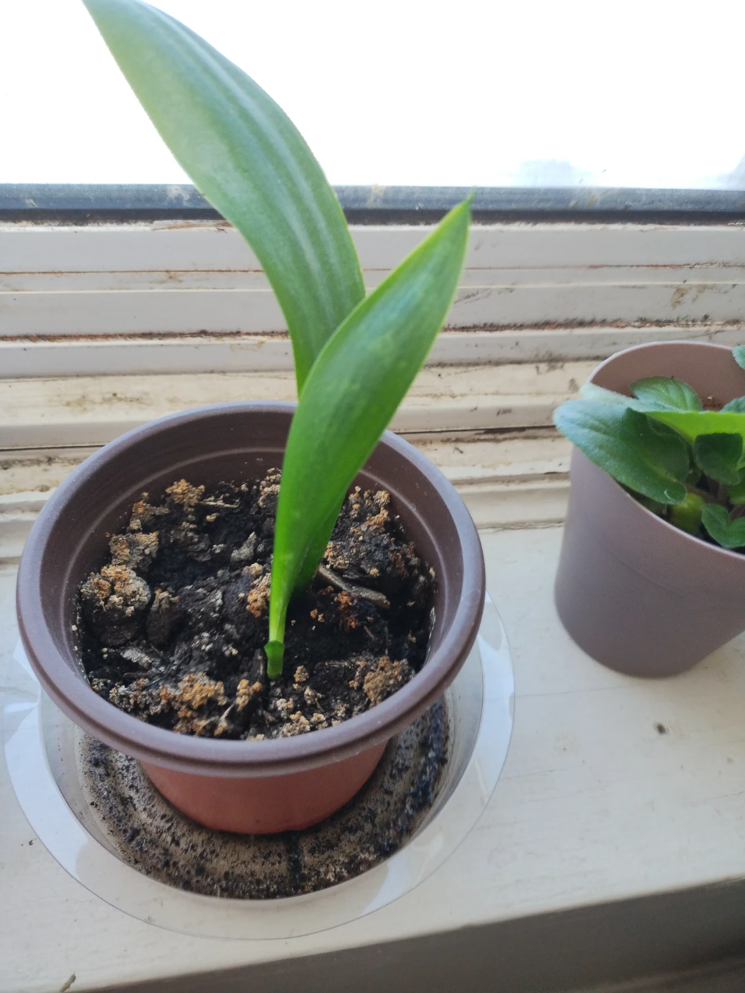 Young Plant in Brown Pot