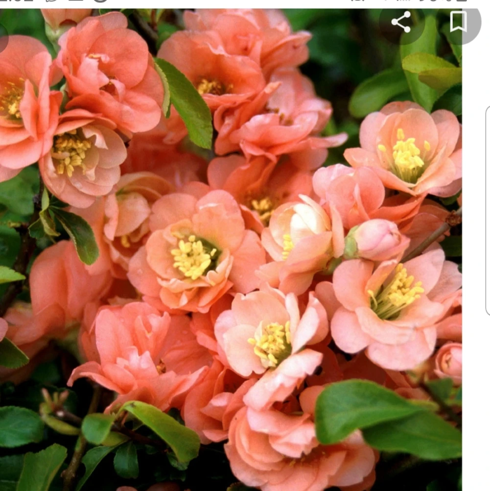 Flowering Quince Bush.  Ready to bloom