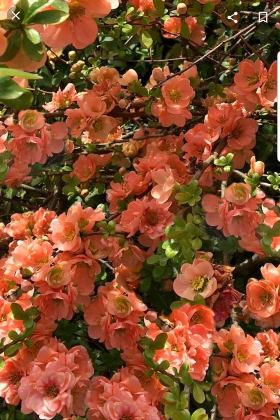 Flowering Quince Bush.  Ready to bloom - photo 2