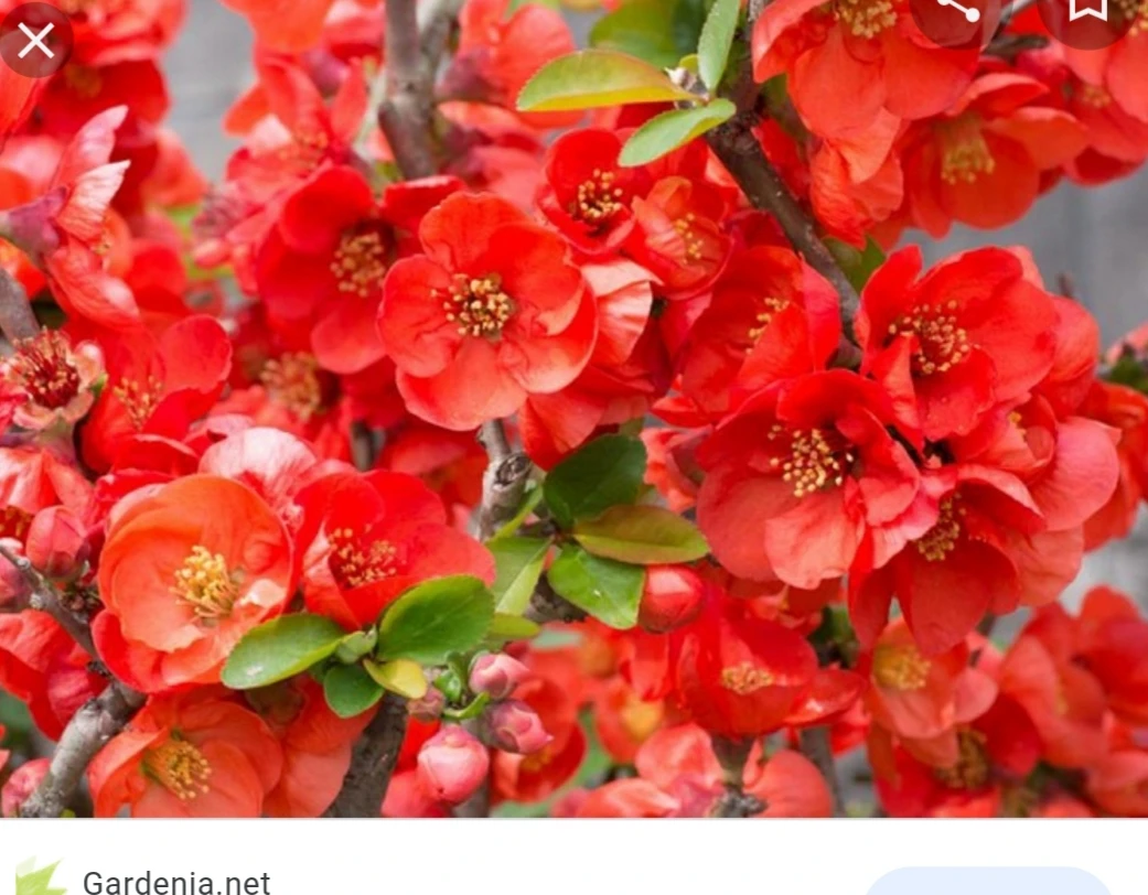 Flowering Quince Bush.  Ready to bloom - photo 3