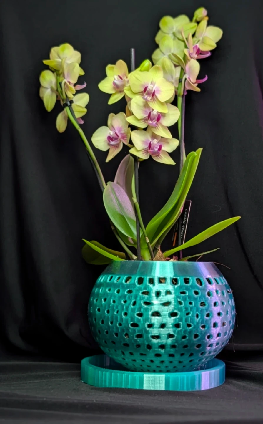 Custom Orchid Pot with Tray - orchid not included