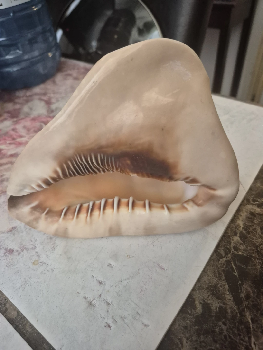 Large Natural Conch Shell - photo 2