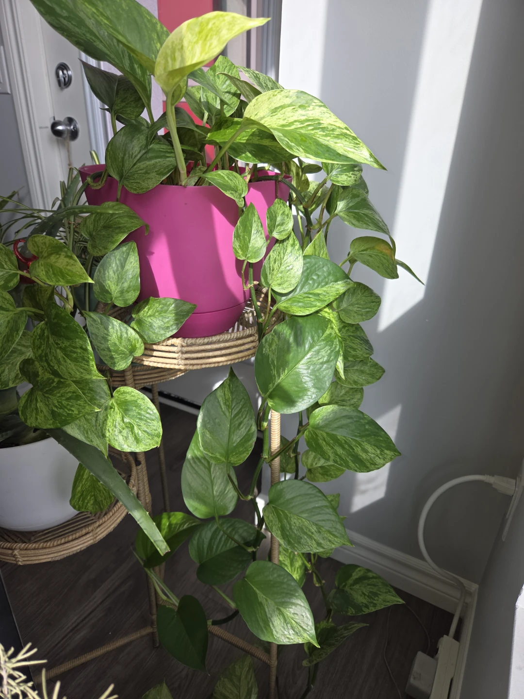 Pothos Plant in Pink Pot