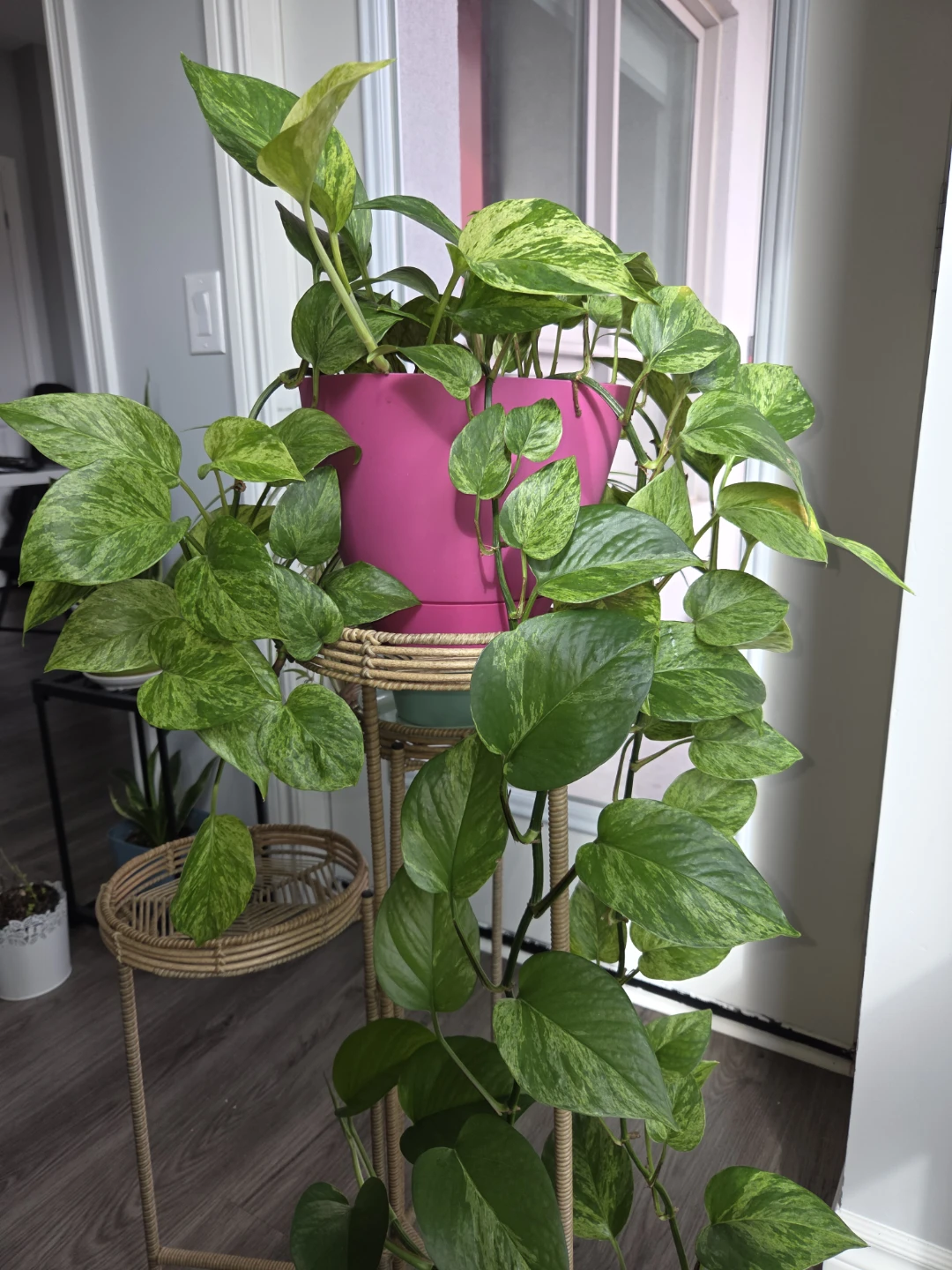 Pothos Plant in Pink Pot - photo 2