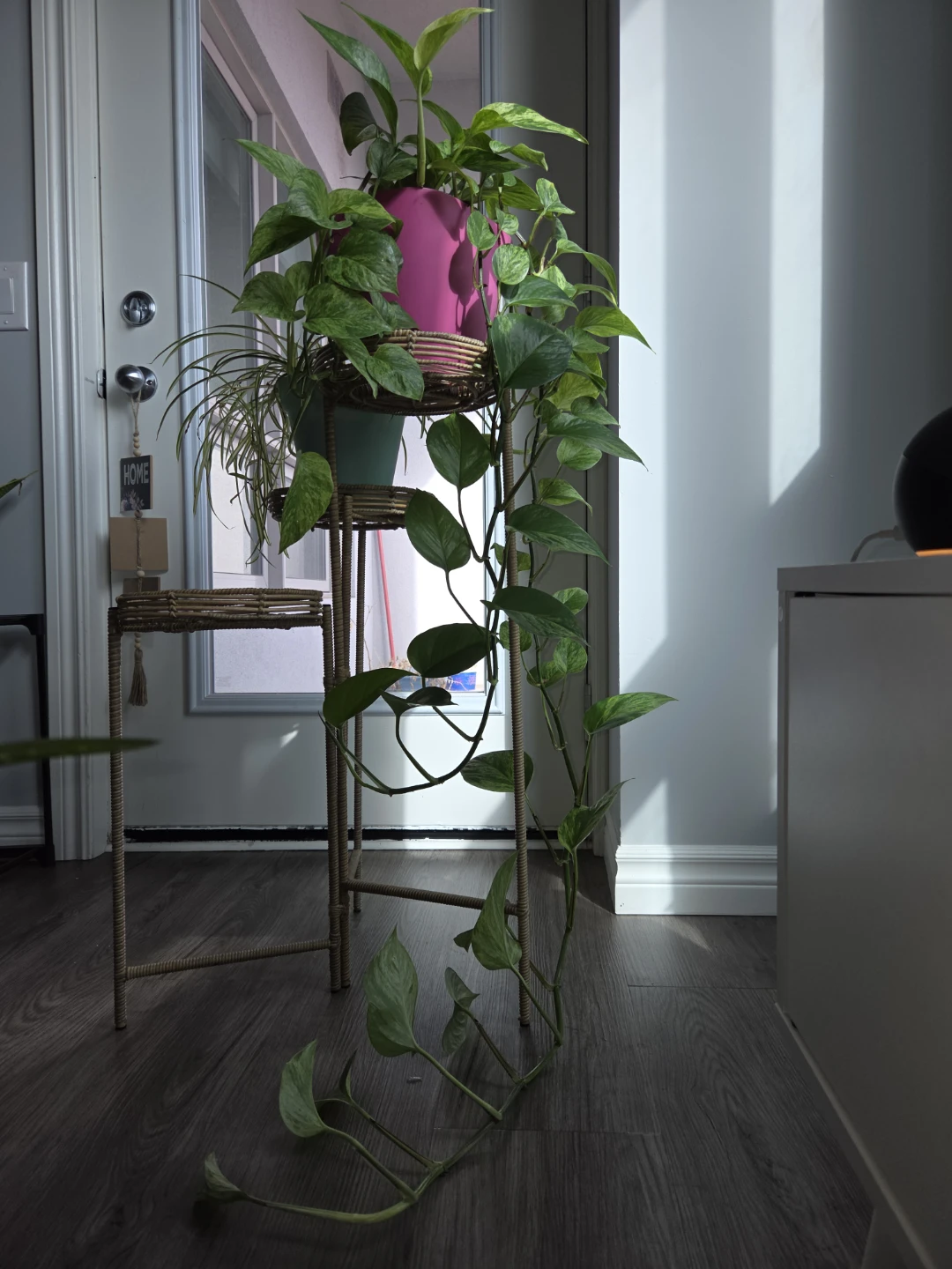 Pothos Plant in Pink Pot - photo 3