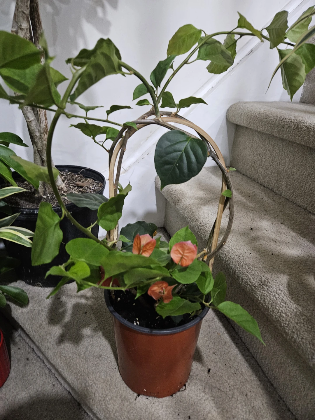 Orange Bougainvillea Plant in 1gallon pot