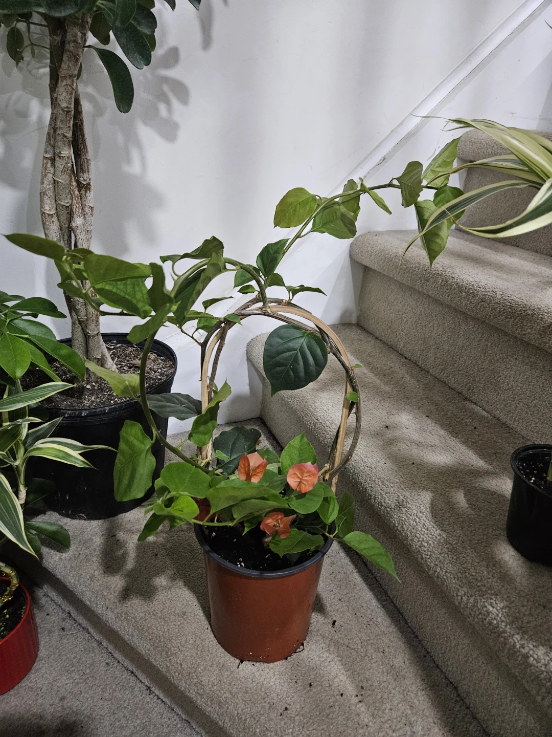 Orange Bougainvillea Plant in 1gallon pot - photo 2