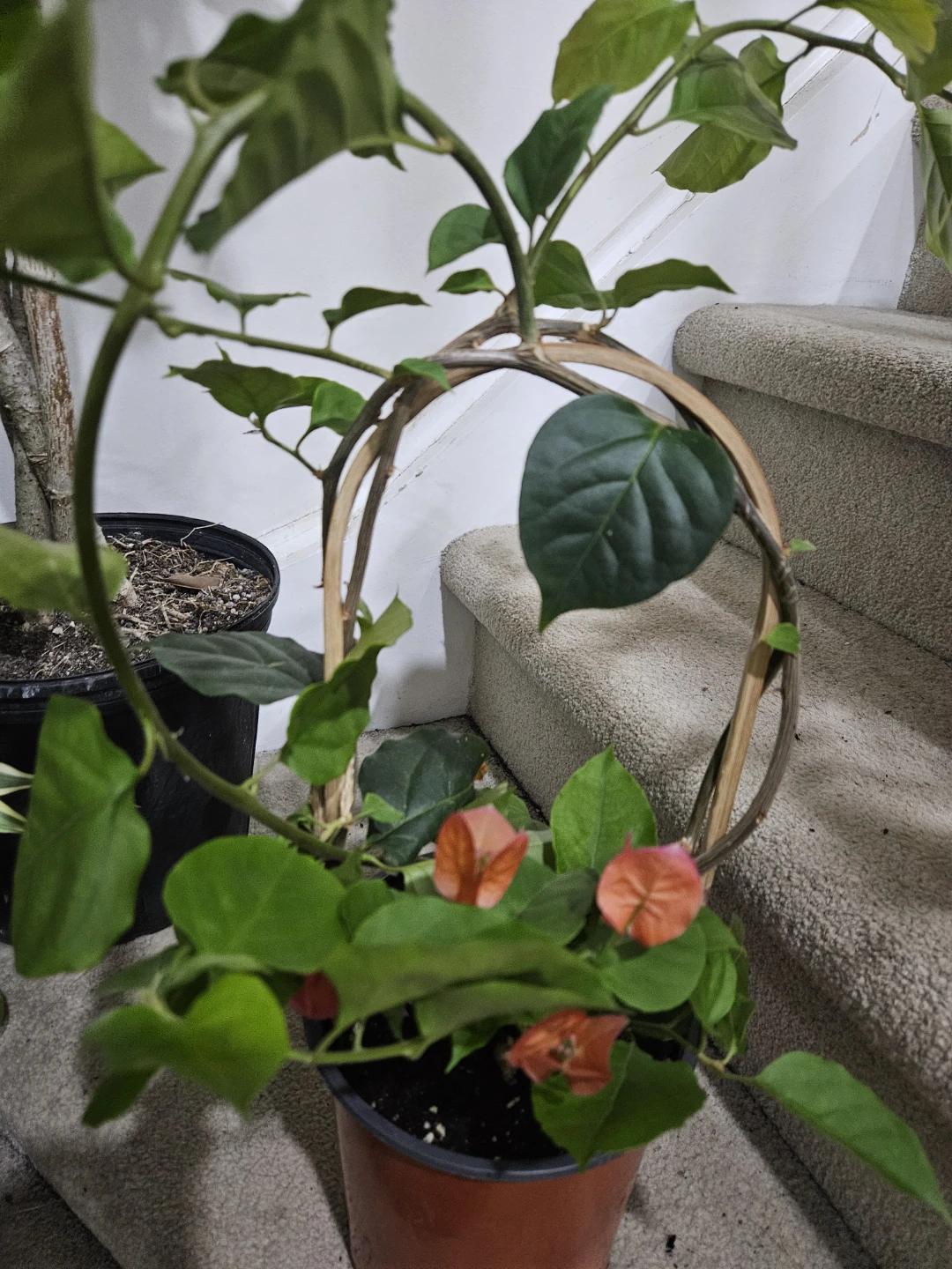 Orange Bougainvillea Plant in 1gallon pot - photo 3