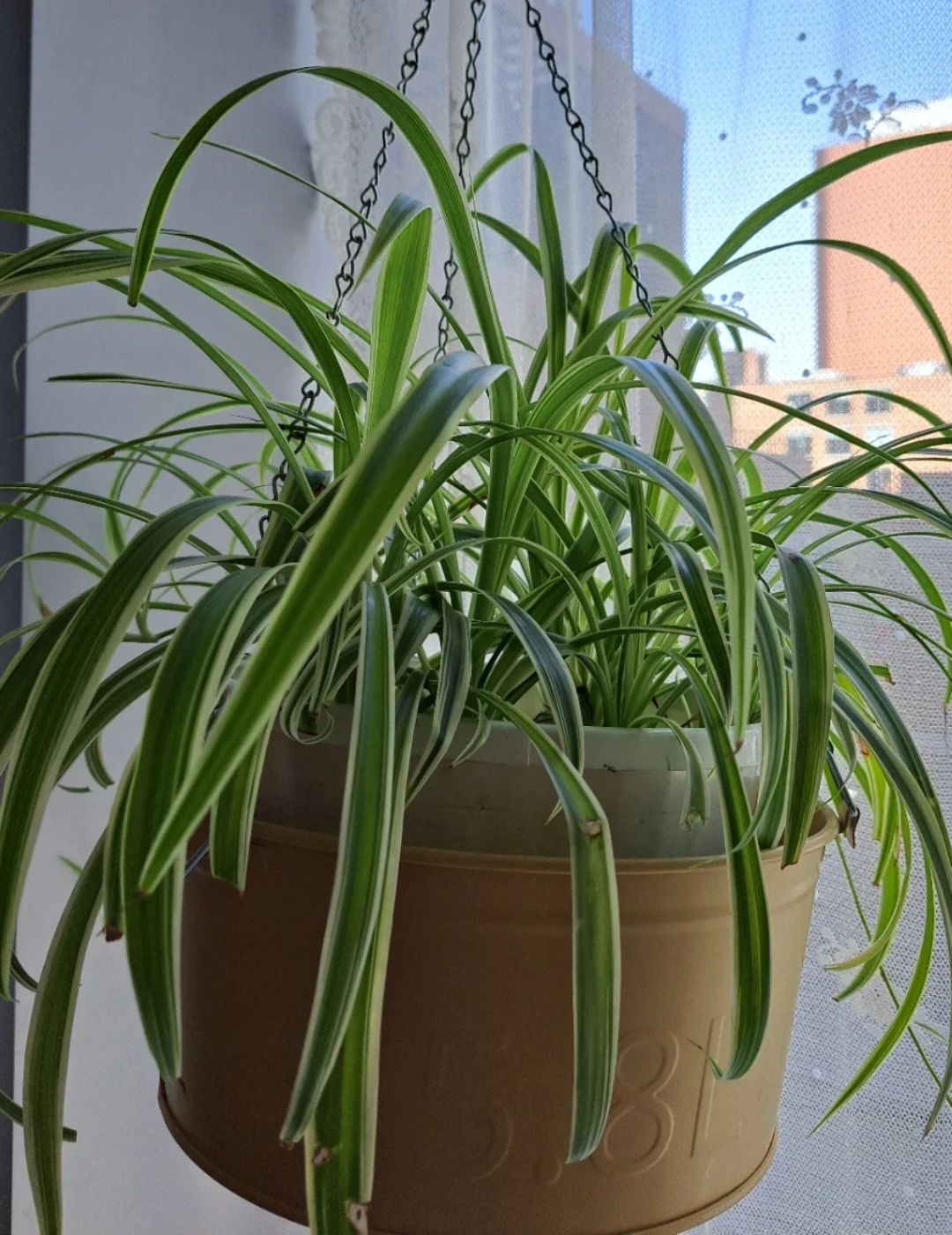 Hanging Pot - photo 2