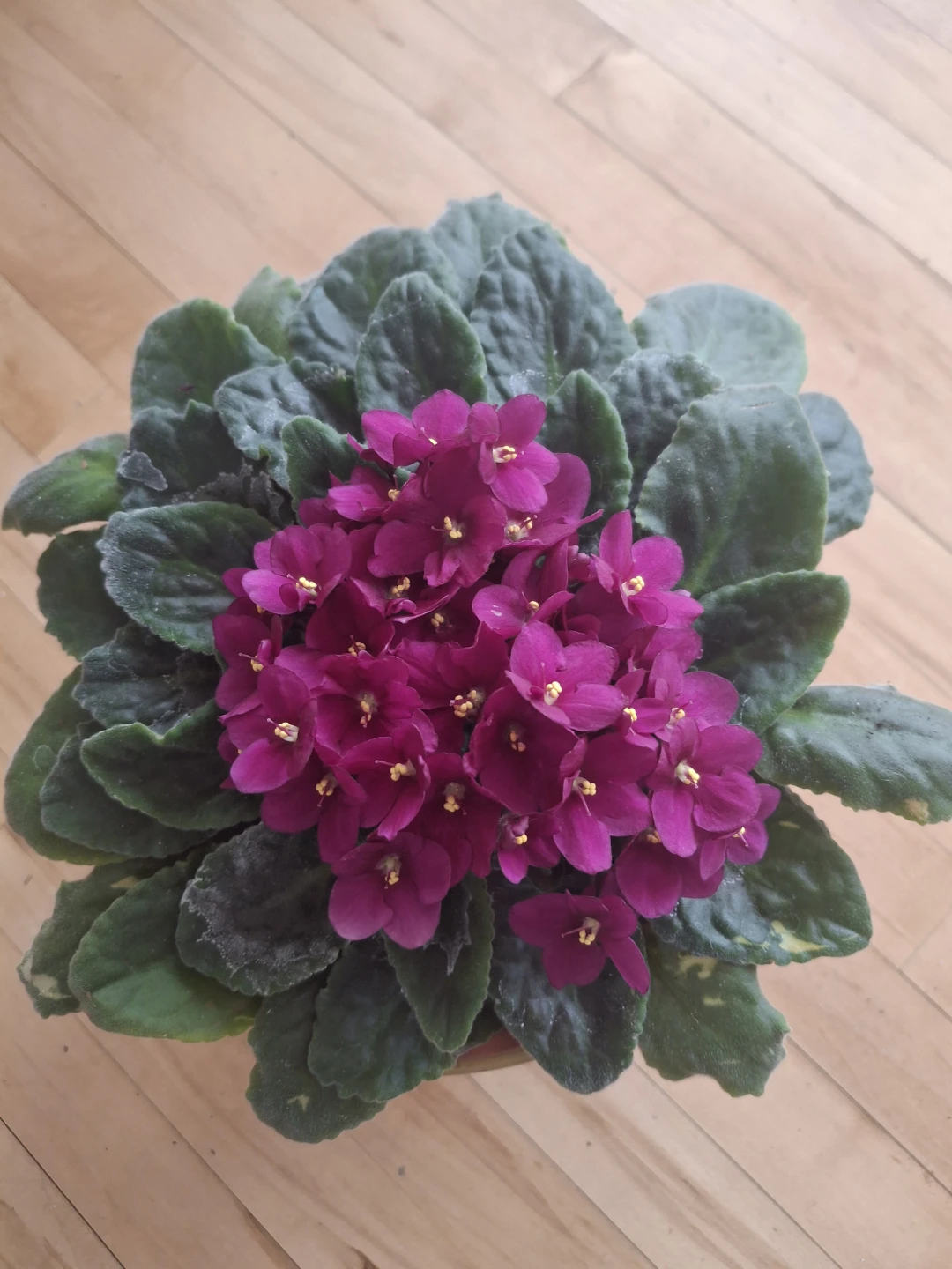 African Violet Plant