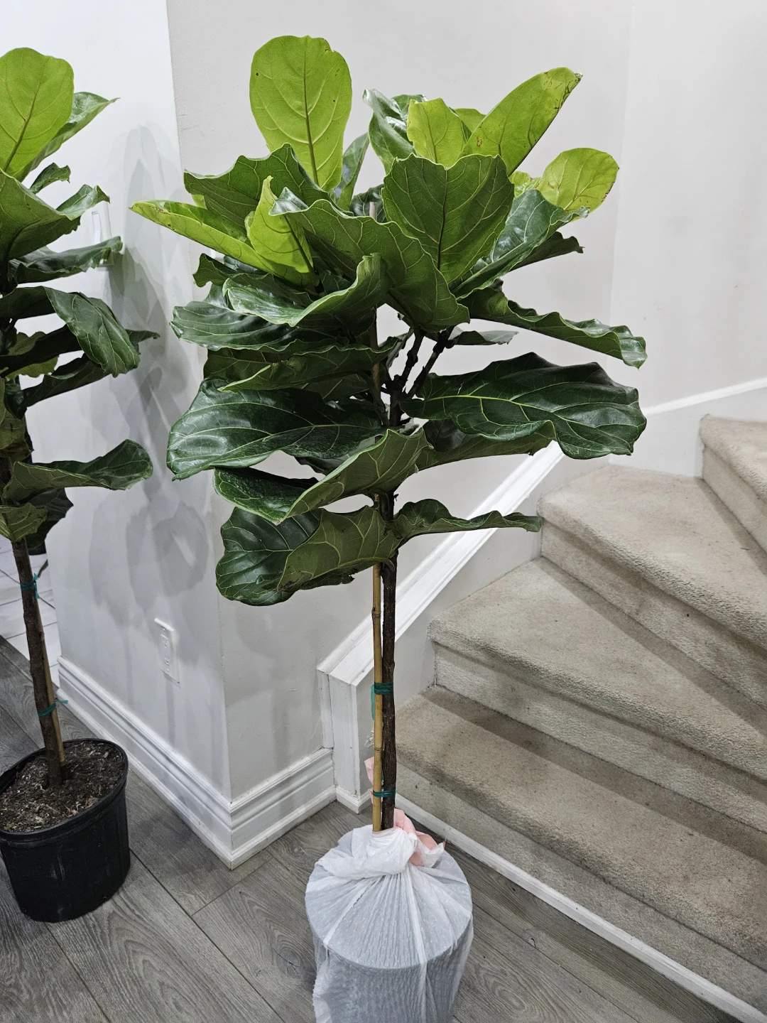 Fiddle Leaf Fig Plant