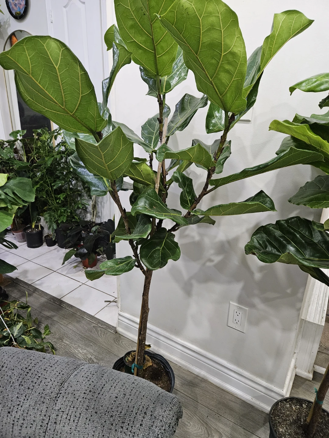 Fiddle Leaf Fig Plant - photo 3
