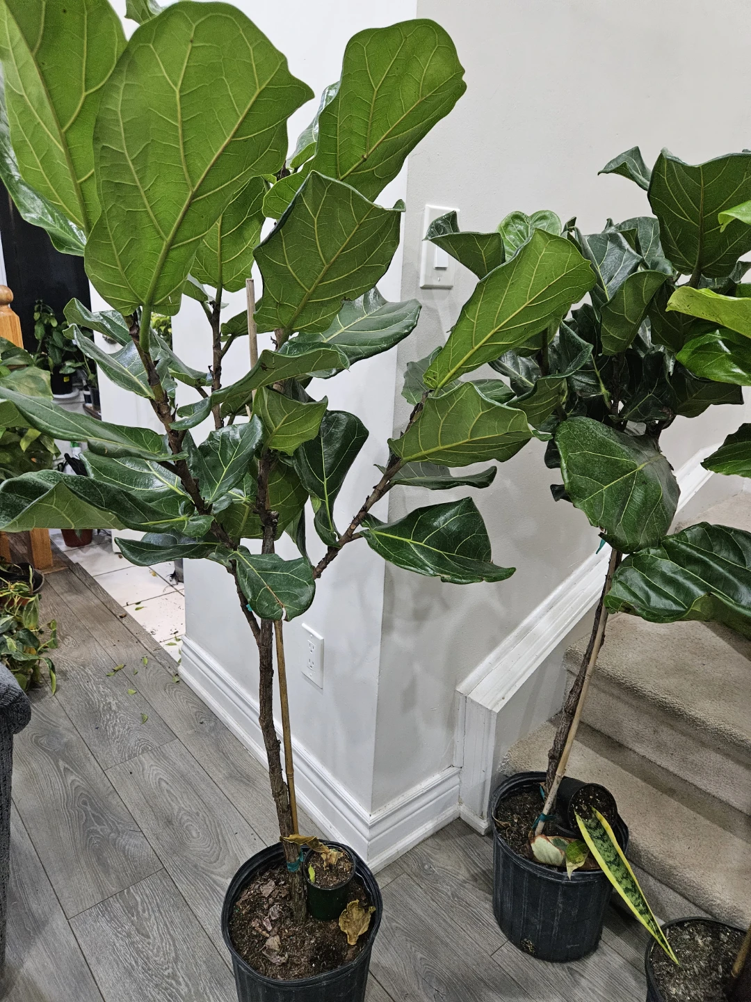 Fiddle Leaf Fig Plant - photo 5