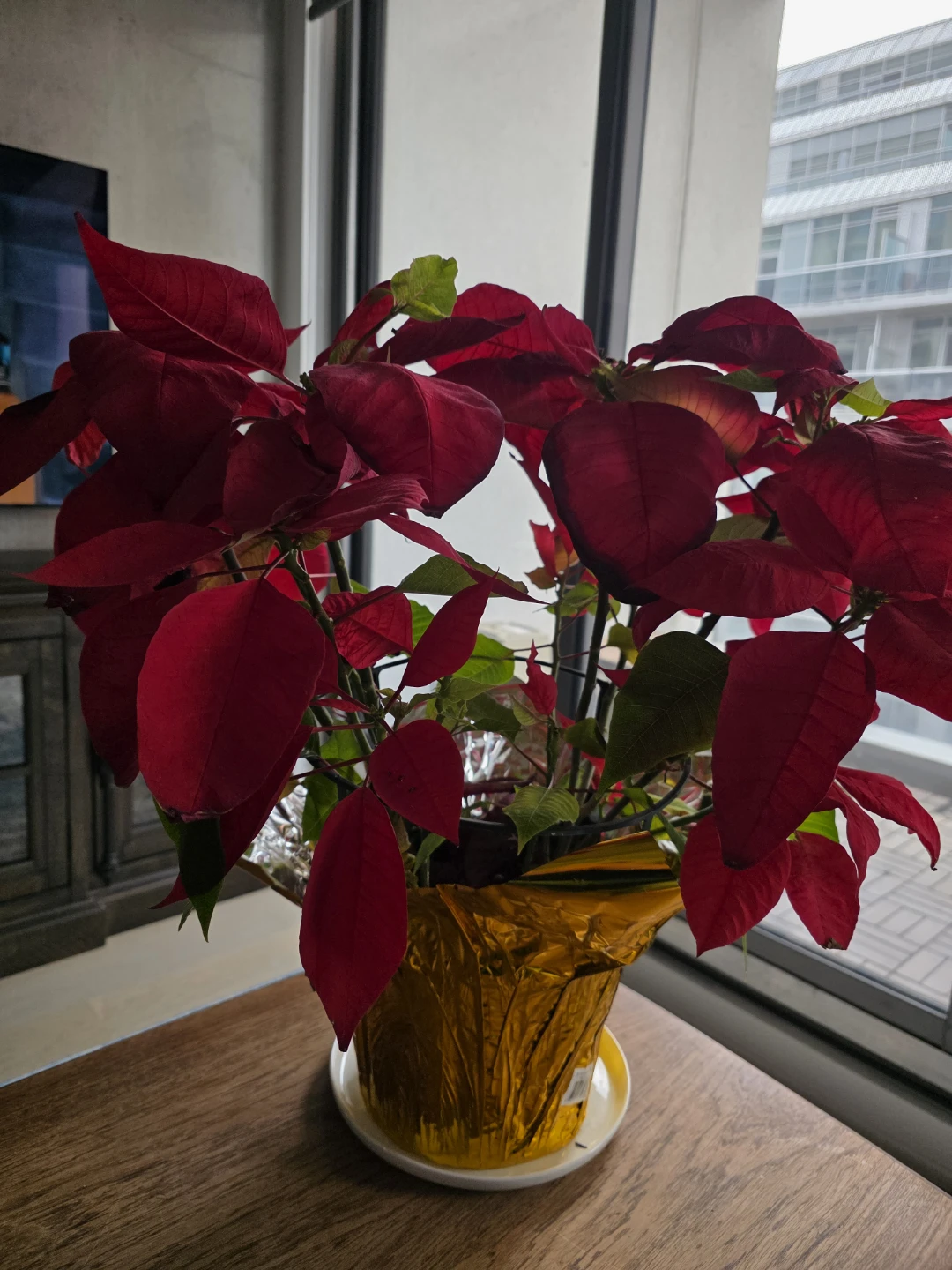 Red Poinsettia Plant in Gold Pot