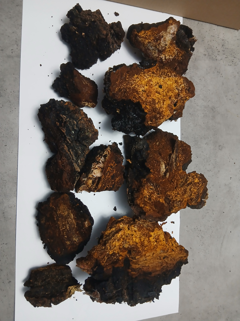 Chaga Mushroom Pieces - photo 2